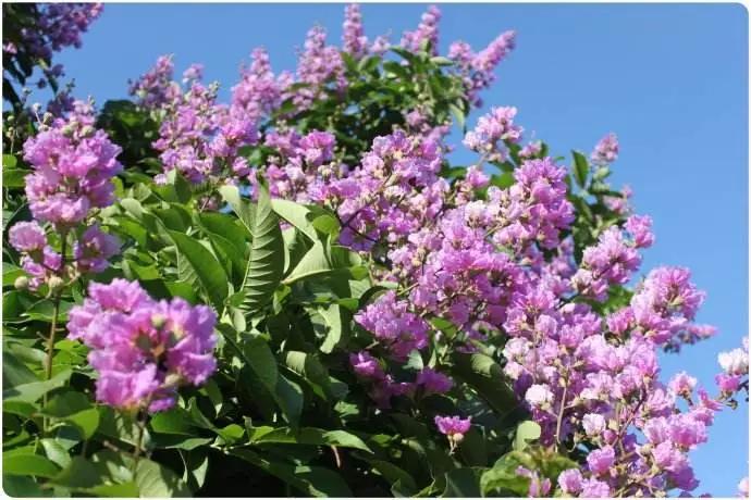 蓝紫色花系植物,蓝紫色系花境植物