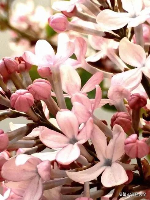 一至十二月的花期,12月到2月份的花期