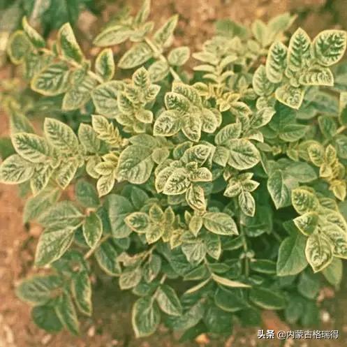马铃薯豆角病害图谱,马铃薯病害图谱大全