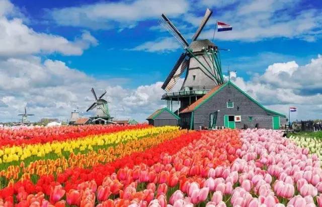 荷兰花海最值得一去的是哪里,荷兰最大花卉公园