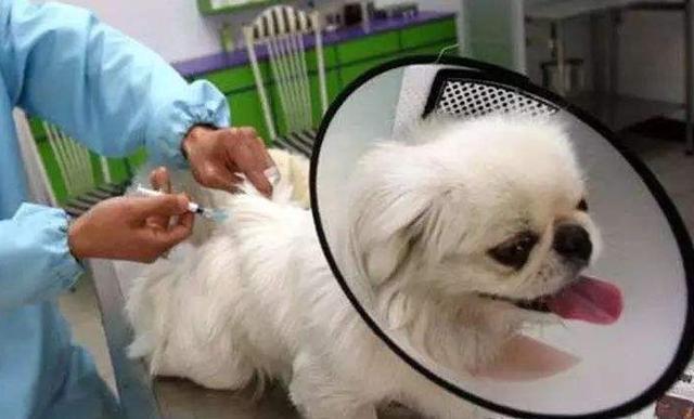 狗狗不长牙怎么办,怎样去判断狗狗还长不长个子了