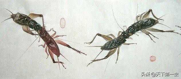 蟋蟀鉴别,蟋蟀鉴别图