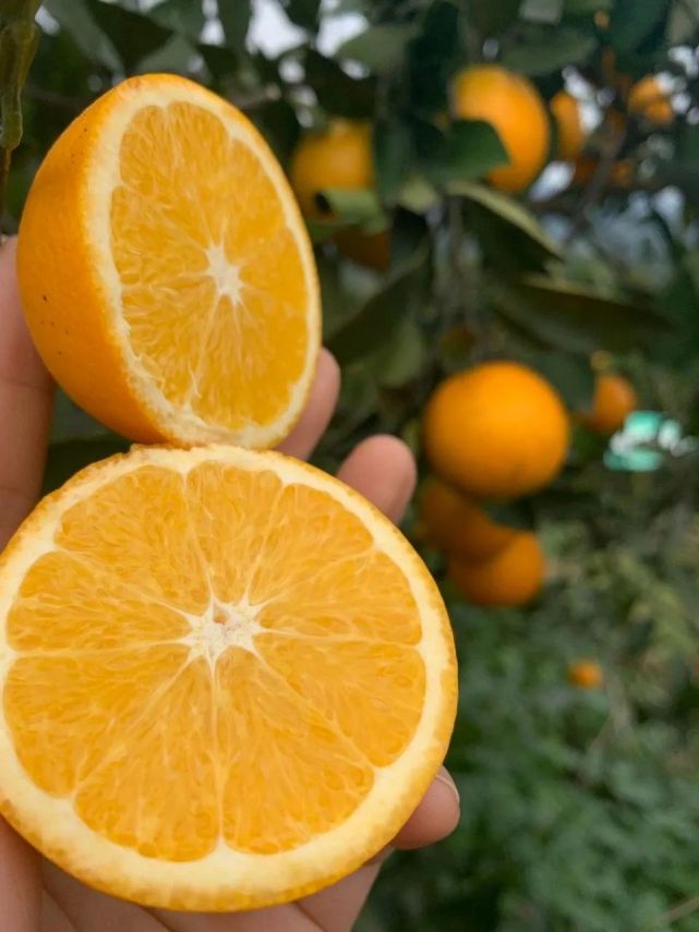 麻阳冰糖橙褚橙,正宗麻阳冰糖橙当季现摘鲜橙