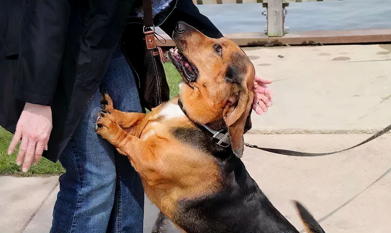 狗狗爆冲乱跑怎么纠正,狗狗见到其他狗爆冲怎么制止