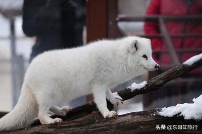 冬季去北海道旭山动物园游玩攻略，这家动物园还能看到企鹅巡游哦