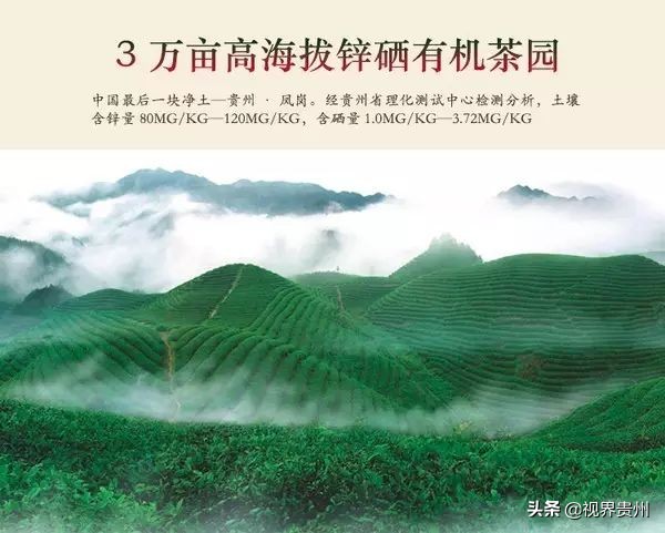 贵州茶海的春天有多美,贵州最美茶海