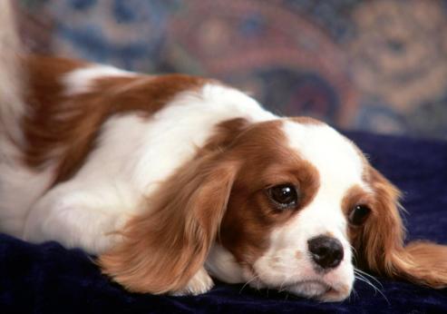 什么是狗狗脊柱病,什么是狗狗软骨病