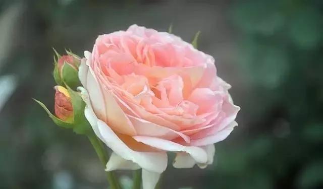 每天学习一点点——100种玫瑰品种科普