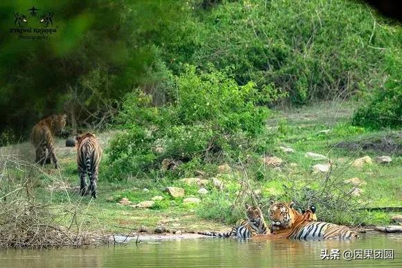 虎王拉贾孩子,虎王拉贾儿子怎么死的