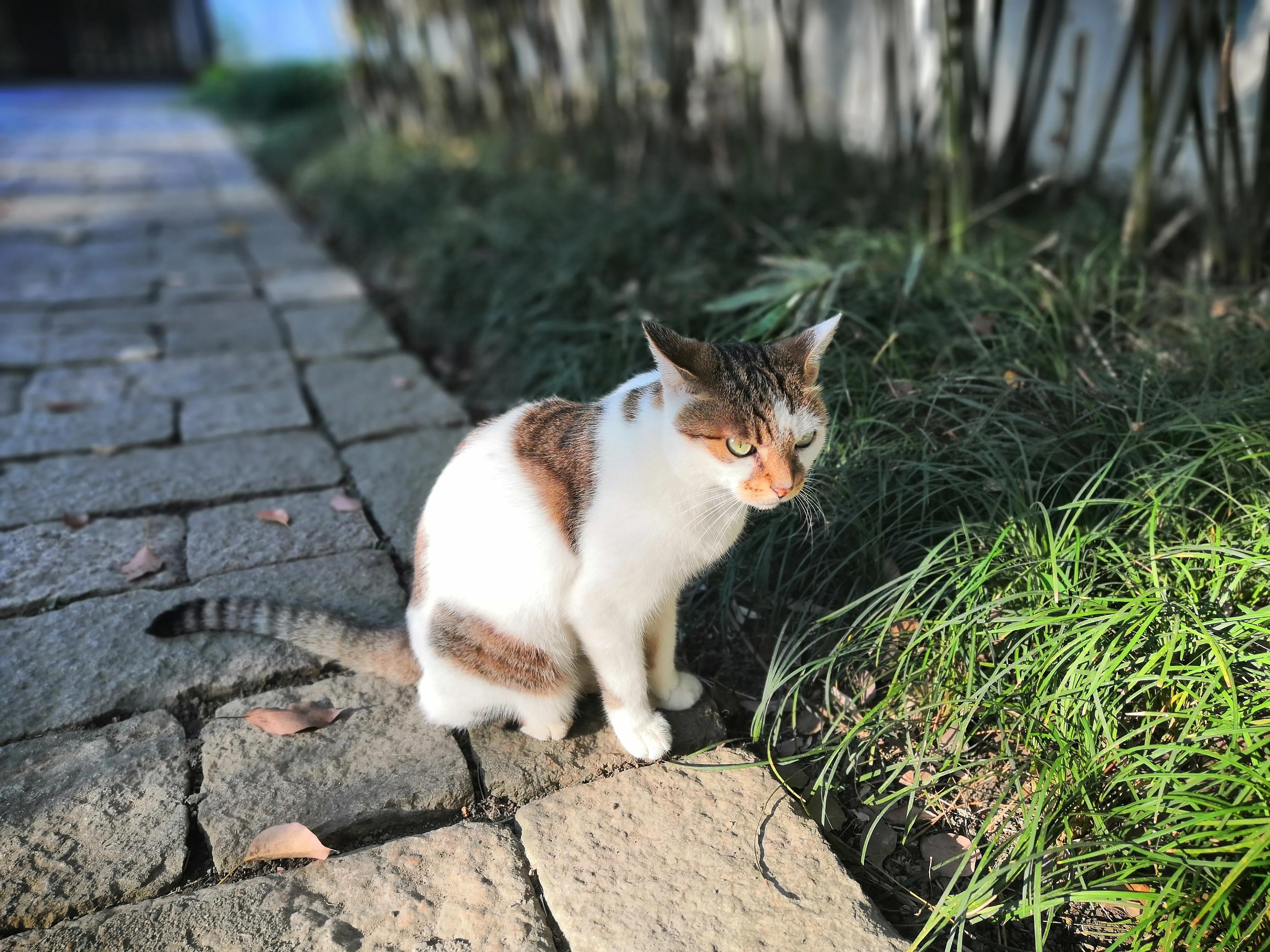 苏州西园寺值得一去吗,苏州西园寺旅游攻略