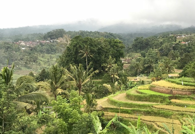 在乌布打个盹然后去吉利岛撒欢