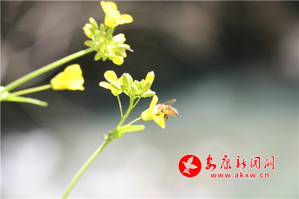 平利县：蜜蜂花间采蜜忙，酿出好“钱”景