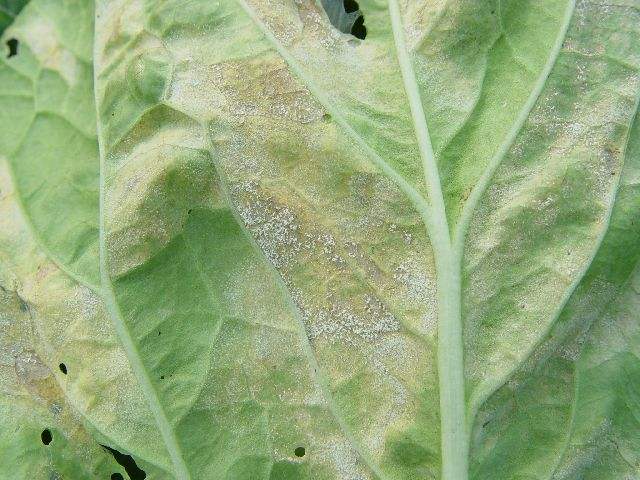 白菜霜霉病症状及防治方法有哪些,白菜黑斑病与霜霉病的区别