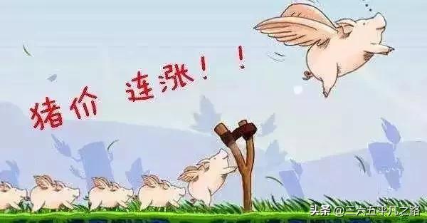 飞天猪2019年,飞天猪最新新闻