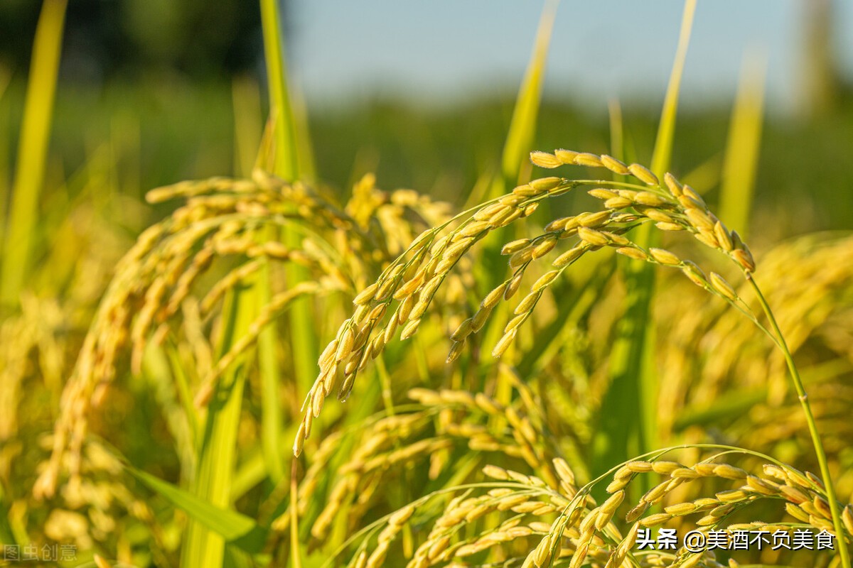为什么德国啤酒只用麦芽,啤酒有麦芽大米是好啤酒吗