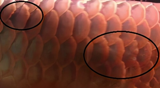 龙鱼疾病治疗视频,龙鱼常见病100种