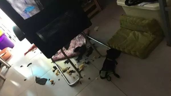 自家的狗成精了是怎样一种体验？