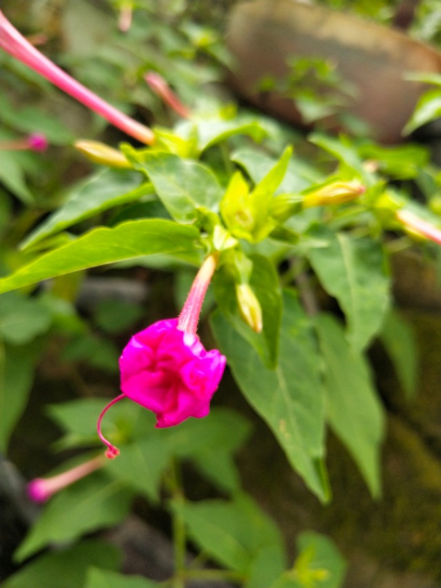 （紫茉莉）植物界中最好的首饰