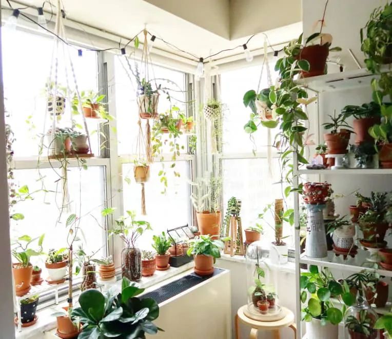 100㎡的家养了99株植物，我醉氧了…