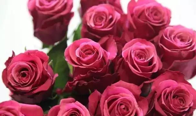 100种玫瑰品种图鉴大全,100种玫瑰品种图解