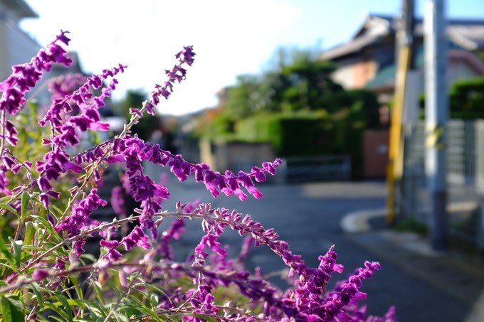 京都赏枫2022,京都赏枫必去景点有哪些好玩的