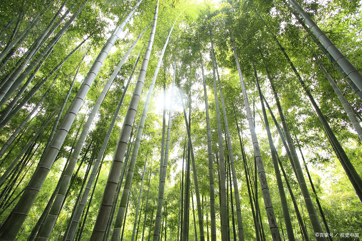 凌云卓立竹千竿,老叶新枝依杏坛|(咏竹八首)