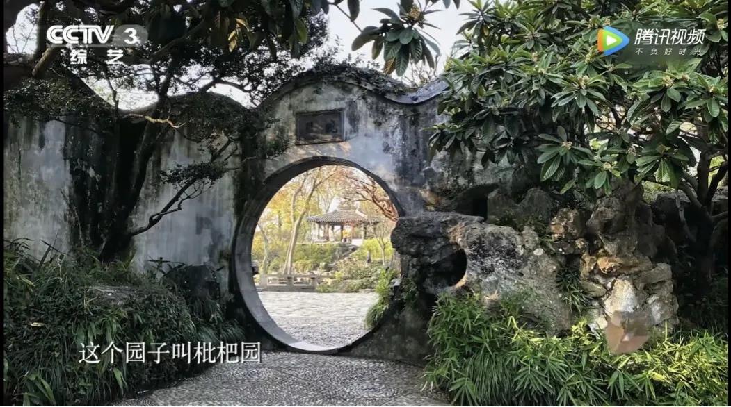 这株四百多年的紫藤，背后是整个江南园林