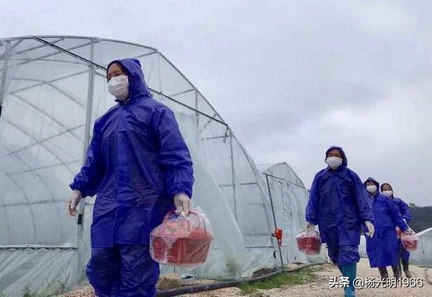 榛斾笢鍗楄嫍鏃忎緱鏃忚嚜娌诲窞鍑噷鑽夎帗 (鍑噷涓嬪徃鑽夎帗澶栭攢鎯呭喌)