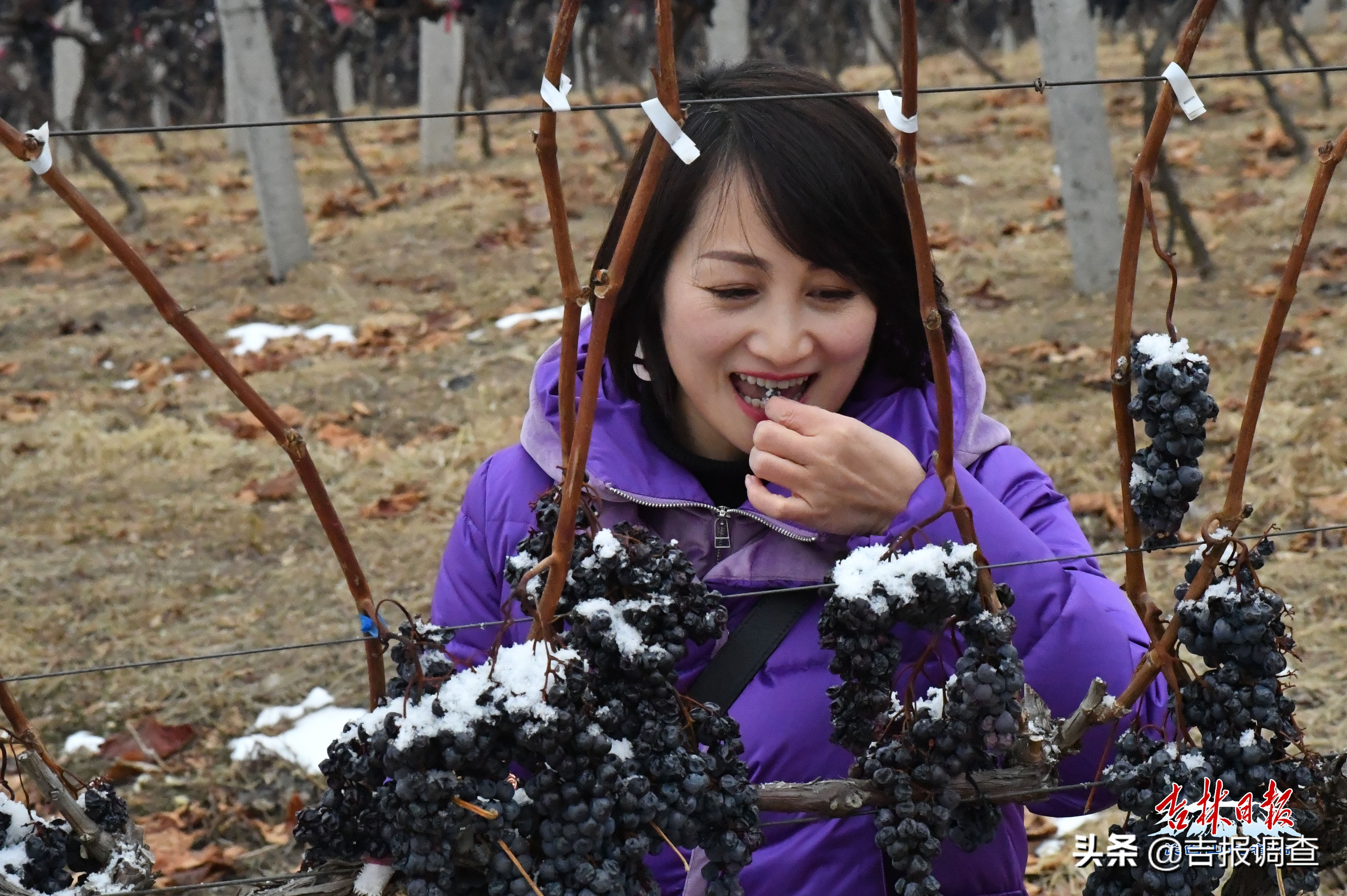 集安鸭江谷冰葡萄,集安鸭江谷冰葡萄怎么样