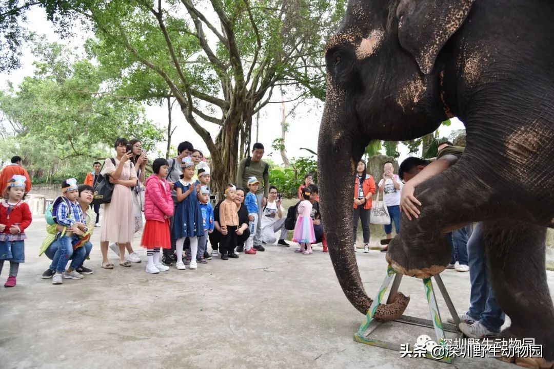 野象谷和大象互动视频,野象谷跟大象互动