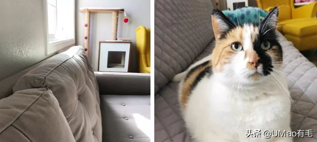 猫梳子去毛神器,去猫毛神器哪个最好