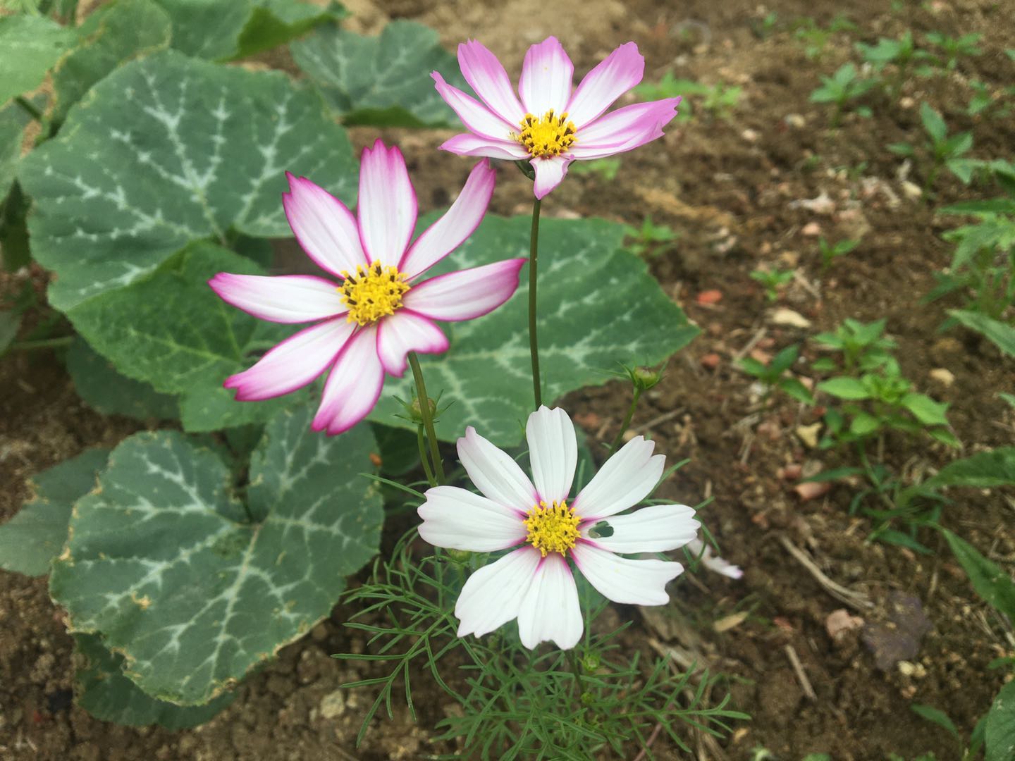 回农村做点什么赚钱,回农村种植什么赚钱