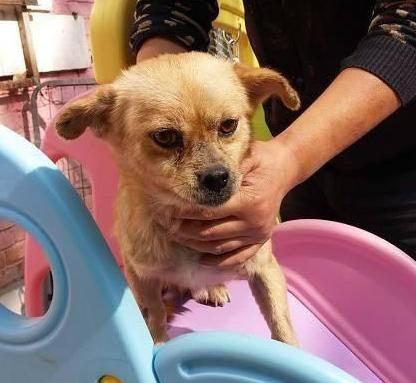 狗狗为什么知道主人对它好不好,狗狗的这几种行为最容易被误解