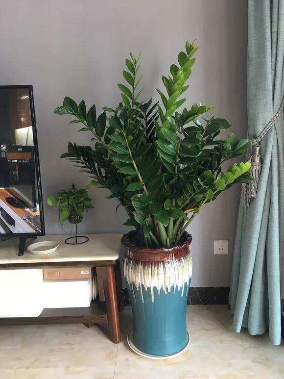 客厅养绿植养几棵最合适,室内适合养什么树一年四季