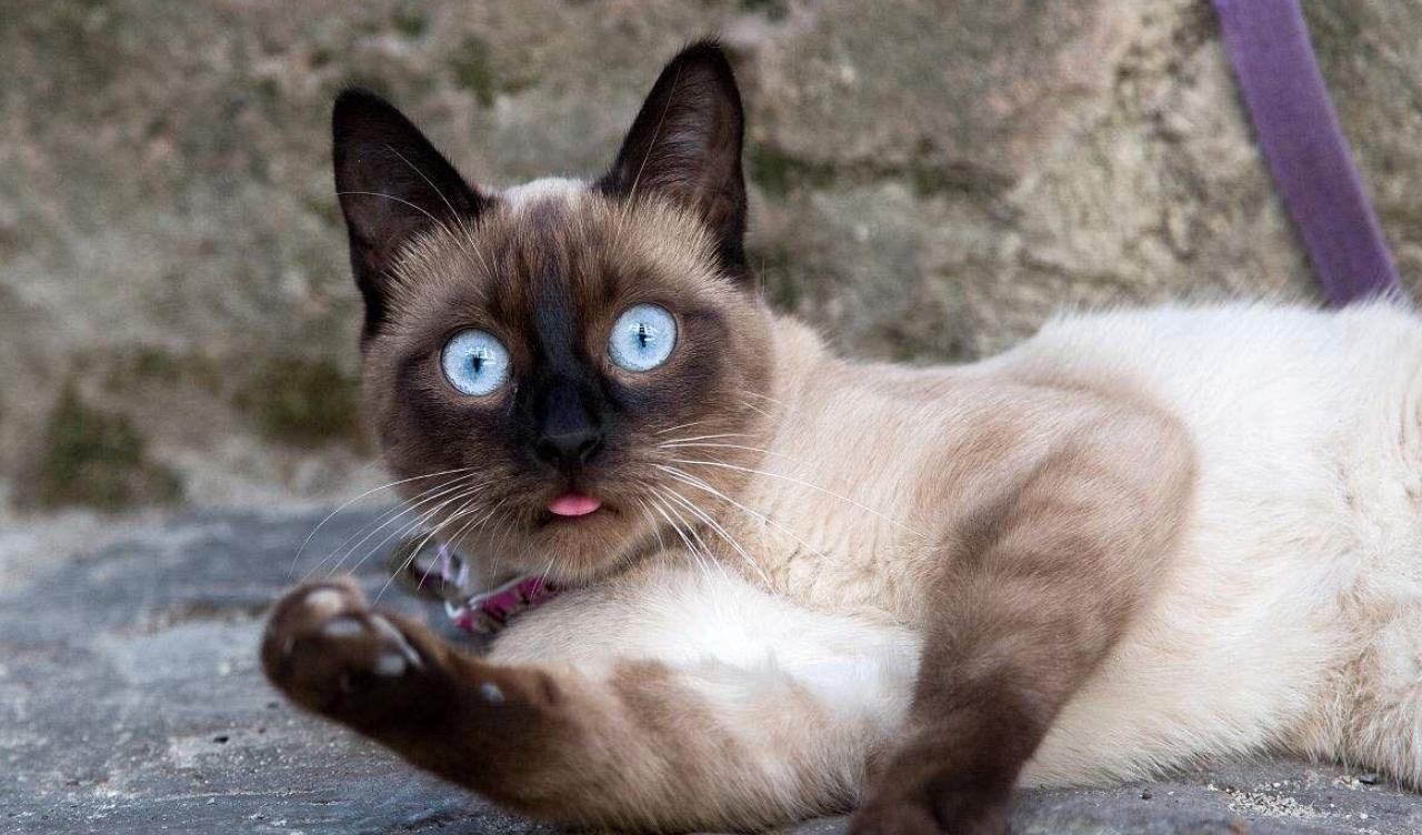 成年猫如何培养猫咪性格,养猫怎么看猫的性格温不温顺