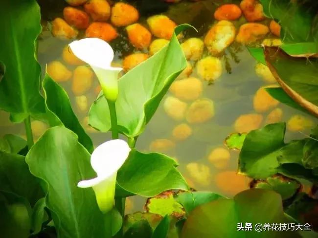 马蹄莲叶子发黄？教你几招黄叶变绿叶