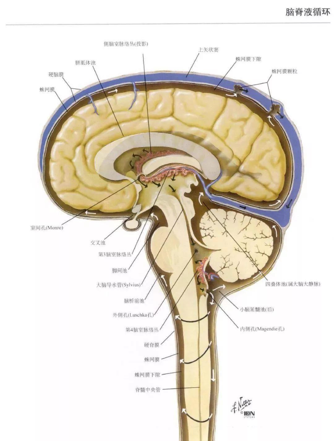 脑室透明隔间腔,第五脑室是什么意思