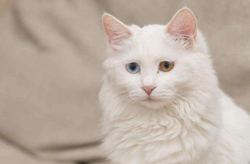 家猫引入中国的记载,家猫是恐猫演变而来的吗