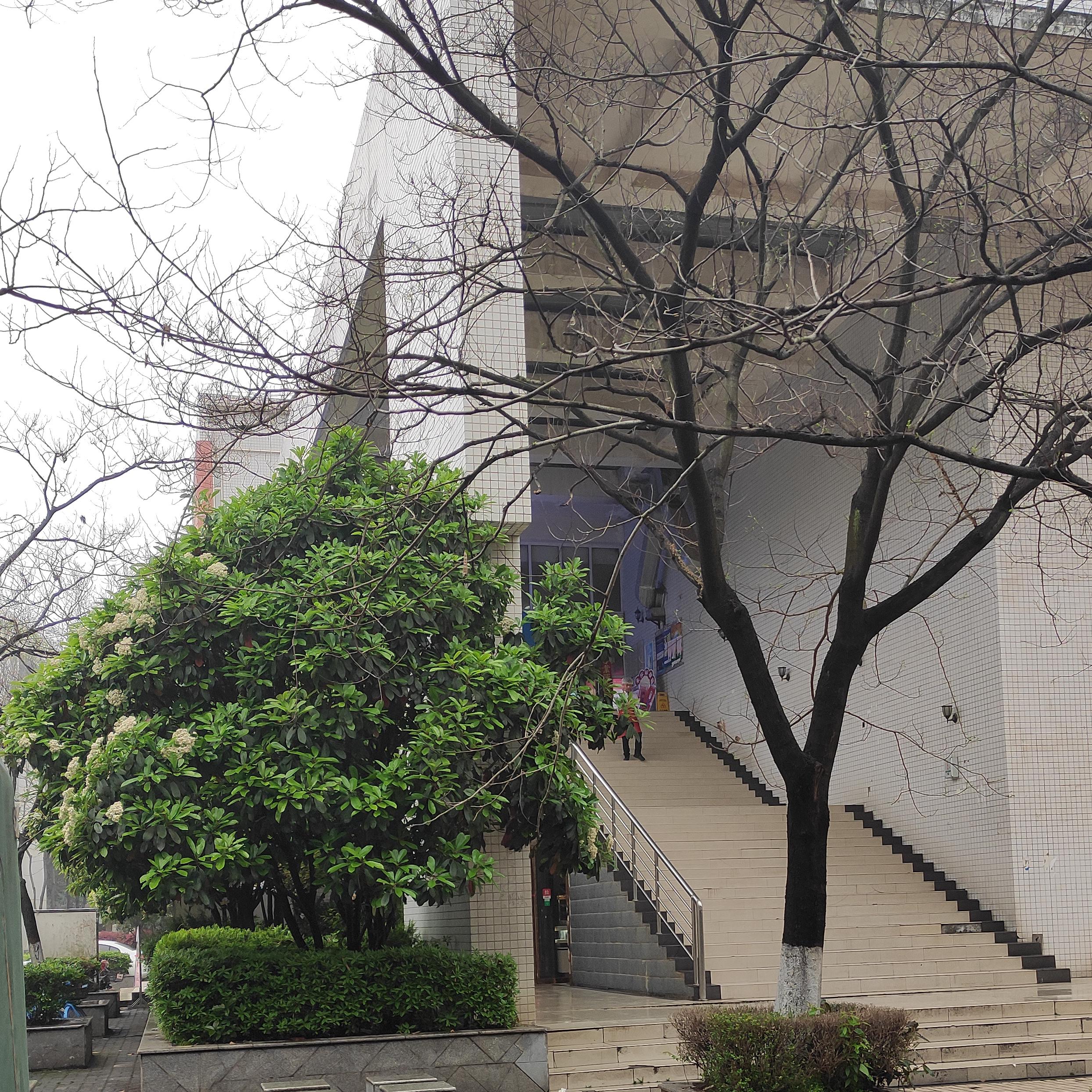 石楠树臭为什么还要种,石楠树有什么优点