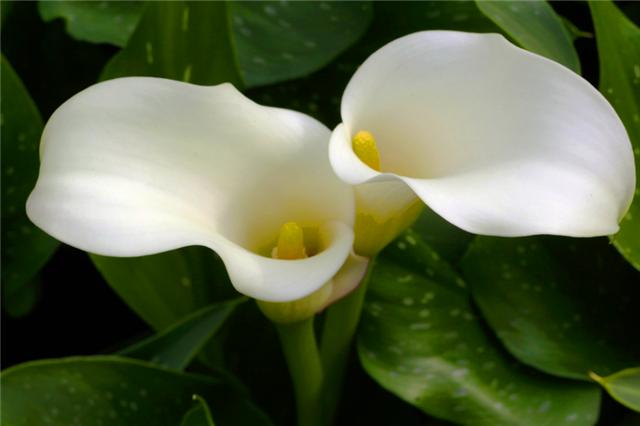 马蹄莲开花后怎么养护和管理,马蹄莲开花的时候能不能换盆