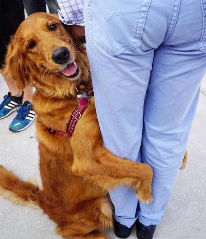 训练兴奋狗狗,训练犬的兴奋方法