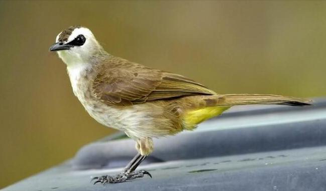 广东常见鸟类图谱和名称图文,东江揽胜鸟类