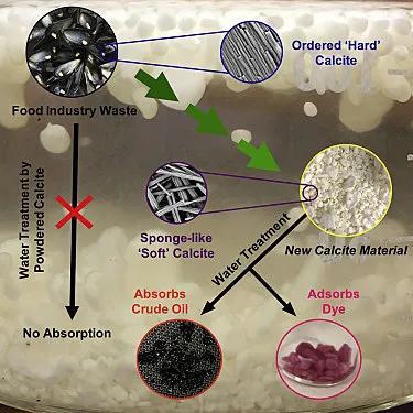 软绵贝壳,硬贝壳类