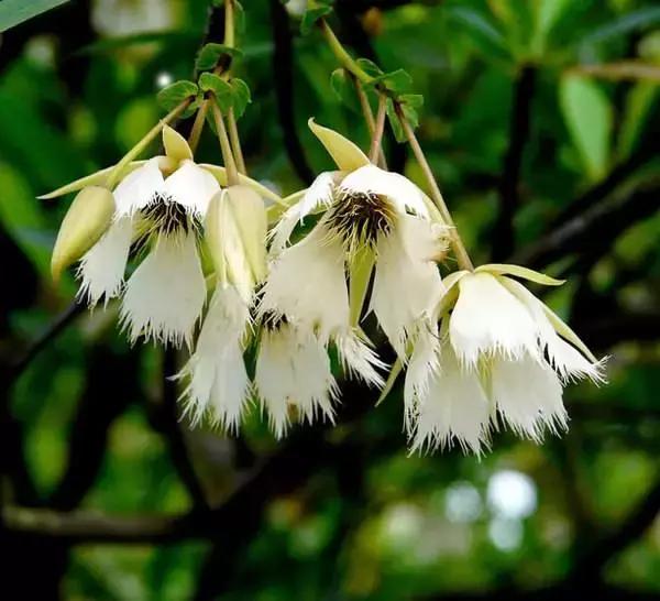 2024年下半年苗木价格会上涨吗,未来10年苗木行情预测