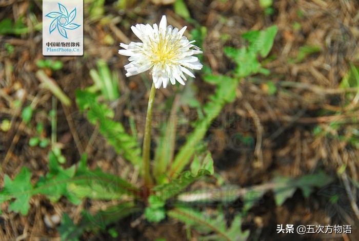 蒲公英泡水喝的利与弊你了解多少,关于蒲公英的知识科普