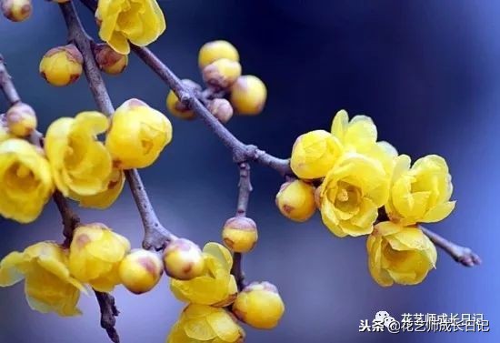 每日一花｜平生相见即眉开，一枝腊梅踏雪来