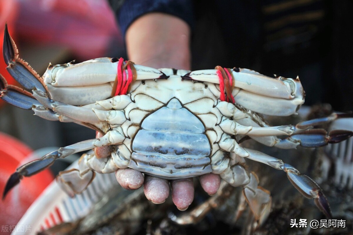 什么时候的螃蟹最肥美,教你挑选螃蟹的8个技巧