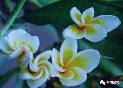 日本国花是什么花啊,全世界各国的国花是什么花