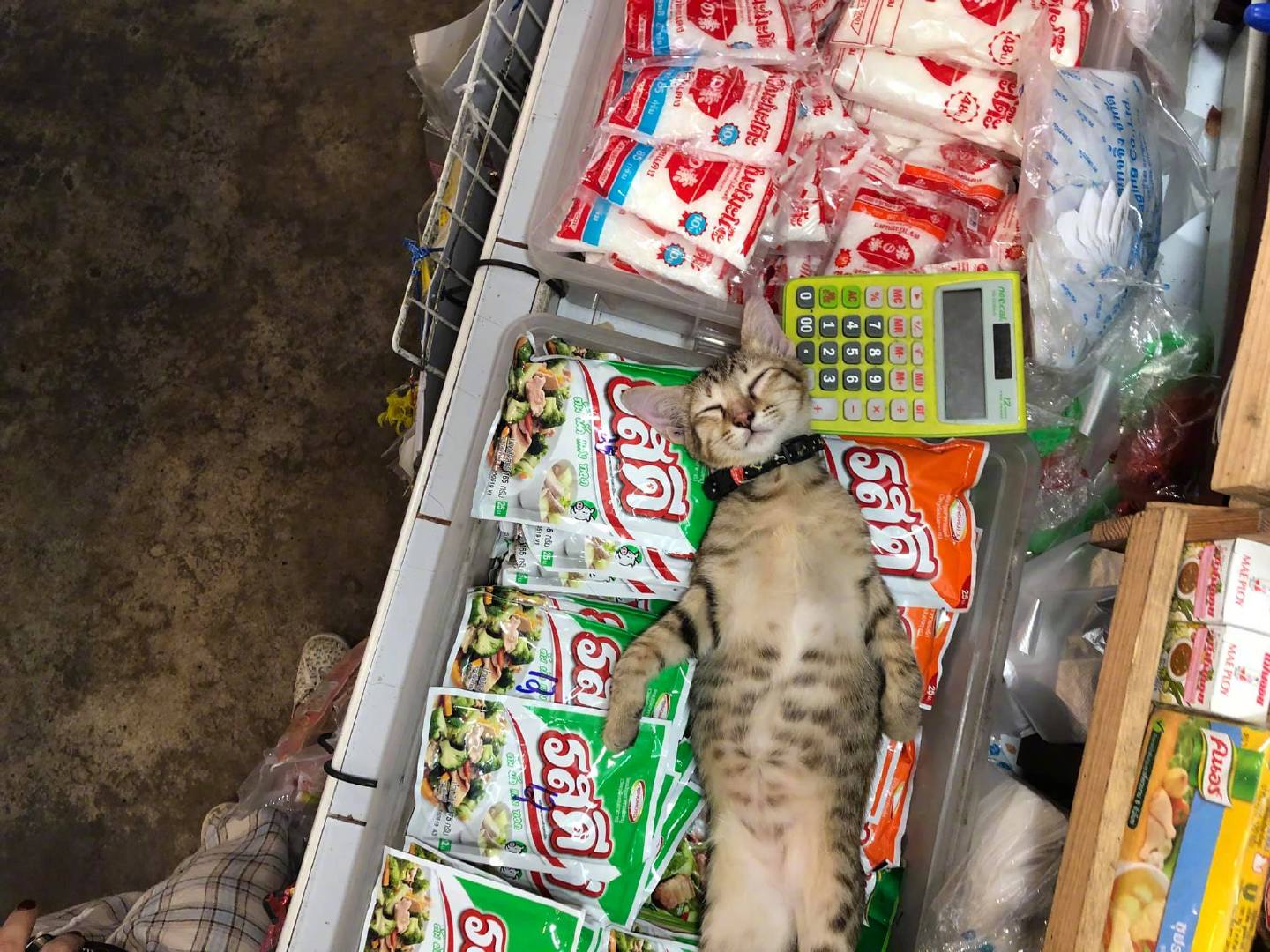 招财猫只吃肉不吃鱼饲料,招财猫很活跃就是不开口