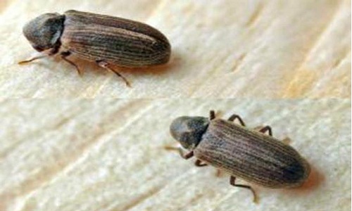 蛀干类害虫数据处理方式,树干小蠹虫如何防治